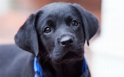 Black Labrador Retriever Wallpaper - WallpaperSafari