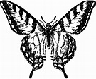 11 Black and White Butterfly Clipart! - The Graphics Fairy