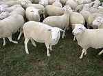 Easy Care Sheep - Shires Farms