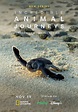 Incredible Animal Journeys Season 1 - episodes streaming online