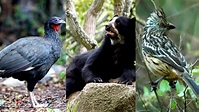 7 animales en peligro de extinción en Perú | El Popular