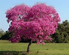 Lapacho: el árbol que es un monumento protegido y embellece las ...