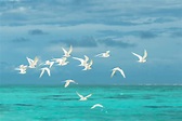 Flock of White Seagulls Flying over the Large Body of Water · Free ...
