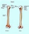 omero,spalla,braccio,tubercolo,collo,testa | Anatomia, Spalla, Vertebrati