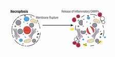 Mechanisms of Cell Death: Necrosis & Necroptosis