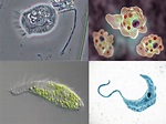 Protozoarios (o protozoos): qué son, características y clasificación ...