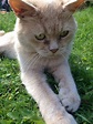 My cat Angus. Playing with him on a warm summers day. | Cats, Love ...