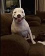 Adorable dog smiling : r/aww