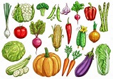 Vegetables isolated sketch set with fresh veggies — Stock Vector ...