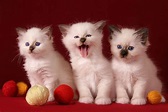 3 Cute Kittens HD desktop wallpaper : Widescreen : High Definition ...