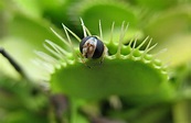 Tipos de plantas carnívoras y qué cuidados necesitan