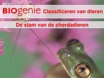 PPT - Classificeren van dieren PowerPoint Presentation, free download ...