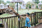 Meet Shingo, a Famous Giraffe in Bali Safari Park - Taman Safari Bali