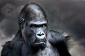 Gorilla Foto & Bild | tiere, zoo, wildpark & falknerei, säugetiere ...