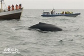 冰島自由行北部活動推薦 Húsavík胡薩維克出海看鯨魚 | 太愛玩 Tai i wan