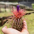 Tillandsia Lonantha Air Plant - Nestreeo.com