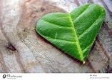 grünes herz Pflanze Blatt - ein lizenzfreies Stock Foto von Photocase