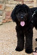Goldendoodle! I would take a black one if they looked like this ...