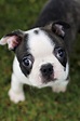 Sweetness! Boston Terrier Puppy Ziggy Photograph by Ben Staples ...