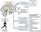 A role for the prefrontal cortex in exercise tolerance and termination ...