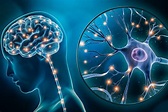 Plasticidad cerebral (neuroplasticidad): ¿qué es y cómo funciona?