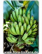 Musa x paradisiaca 'Dwarf Cavendish' - Dwarf Cavendish Banana | FLORA ...