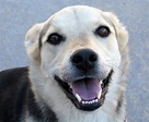 Smiling Dog | Flickr - Photo Sharing!