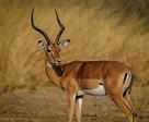 Photo gratuite de afrique, animal, antilope