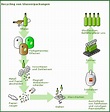 Altglas – Ein wichtiger Rohstoff - Teil 2 - Medienwerkstatt-Wissen ...