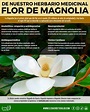 Details 300 imagen propiedades de la flor de magnolia - Abzlocal.mx