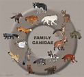 Canidae | Wiki Prehistórico | FANDOM powered by Wikia