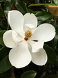 Magnolia grandiflora (Southern Magnolia) - World of Flowering Plants
