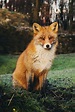 Red Fox | The Animal Facts | Appearance, Diet, Habitat, Behavior
