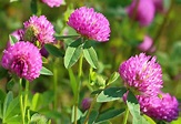 Red clover () | WildUtahEdibles