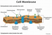 Cell Membrane: Definition, Structure, & Functions with Diagram