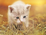 6 consejos para GATITOS BEBÉS | Cuidar Gatitos - Fotos - Razas Gatos