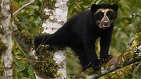 Meet the Real-Life Paddington Bear | Watch on PBS Wisconsin