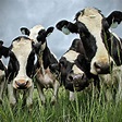 Holstein Cows Photograph by C. M. Yost | Fine Art America