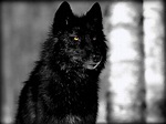 Dark Alpha Wolf Wallpapers - Wallpaper Cave