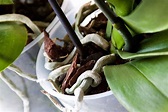 Feeding Orchid Plants - Information About Fertilizer For Orchids ...