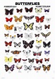 Butterflies Pictures And Names | Butterfly poster, Butterfly pictures ...