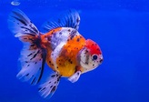 Calico Goldfish (Carassius auratus) Care Sheet & Information