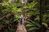The Dandenong Ranges Ultimate Guide | Travel Guide | A Little Off Track