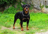 Rottweilers como mascotas: costo, esperanza de vida y temperamento 2023