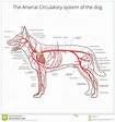Arterial Circulatory System of the Dog Vector Stock Vector ...