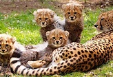 Interesting Facts About Cheetahs For Kids