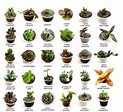 Sintético 105+ Imagen Tipos De Hojas De Plantas Y Sus Nombres Actualizar