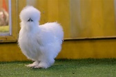 Silkie Breeds