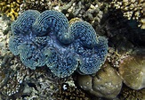 Giant Clam Pearl images