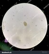 Parasite Protozoa Stool Exam Stock Photo 1896605101 | Shutterstock